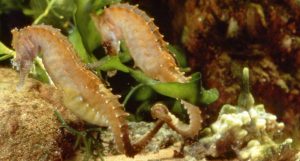 identical seahorses