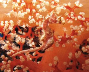 orange seahorse matching background