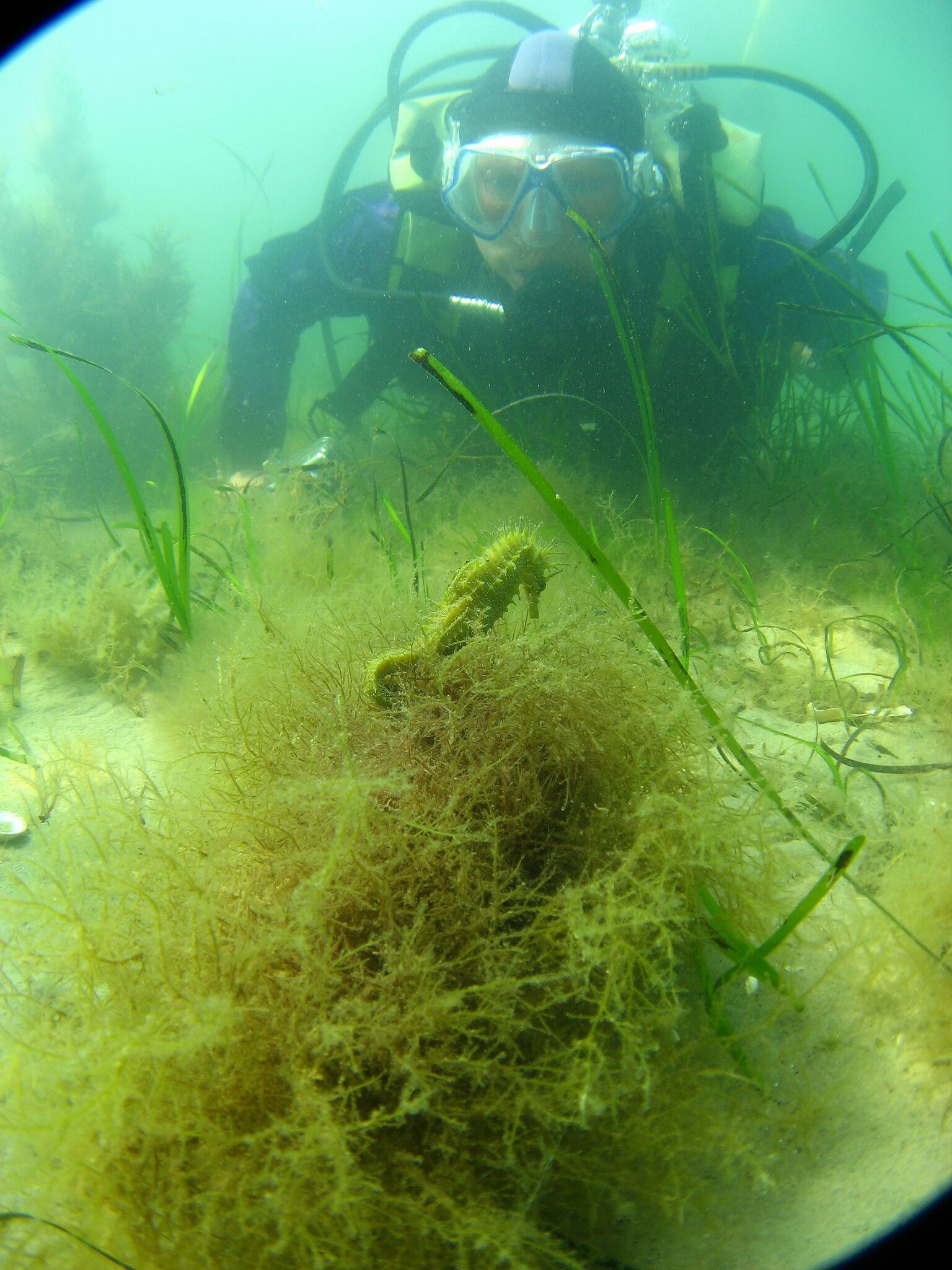 diver looking at seahorse