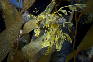 dragon seahorse