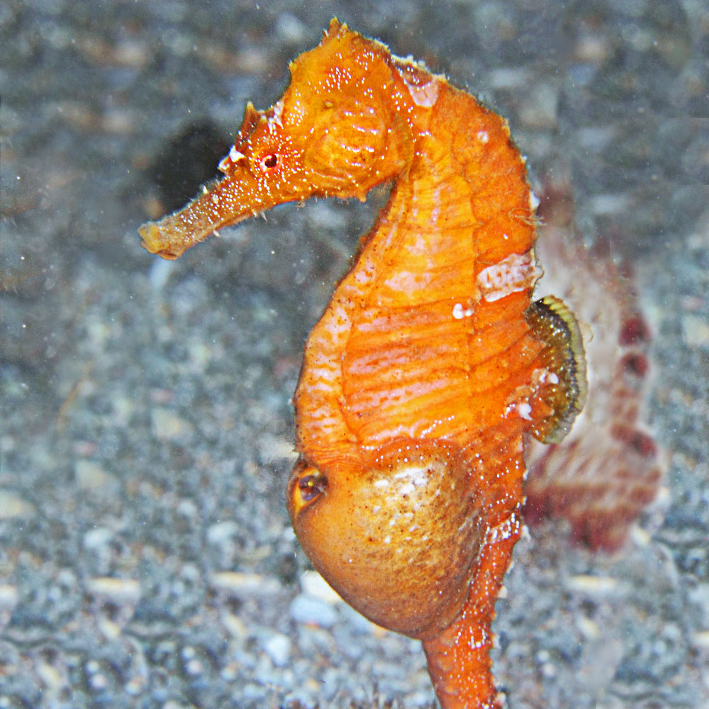 orange seahorse