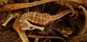 dried seahorse banner