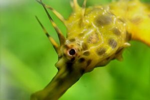 close up of seahorse