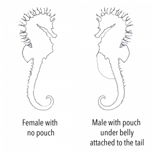 sex seahorse chart