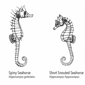 seahorse chart