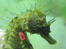 tagged seahorses