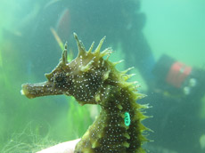 tagged seahorse green