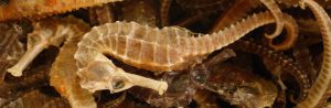 dried seahorse banner