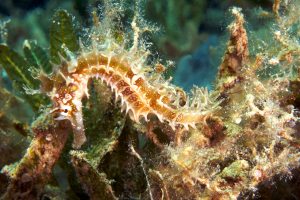 spiny seahorse