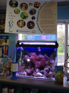seahorse trust set up