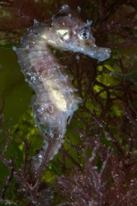 shiny seahorse in weeds
