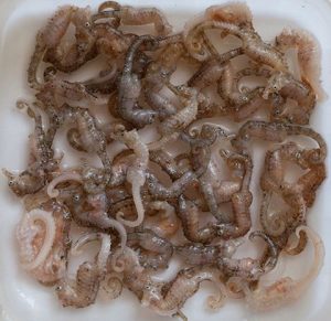 tiny seahorses