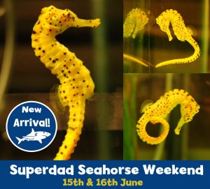 Seahorse total copy