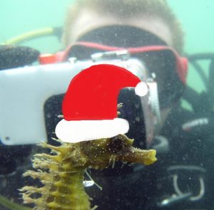 green seahorse with christmas hat