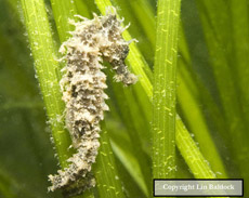 seahorse in vegetation