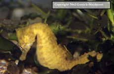 small seahorse