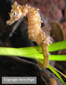 tiny seahorse