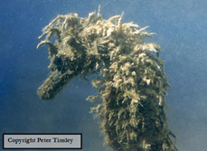 dirty seahorse