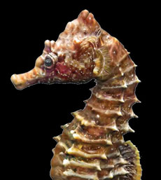 dried up seahorse close up