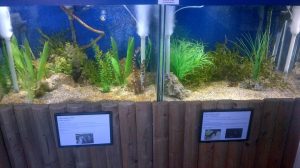 two display tanks