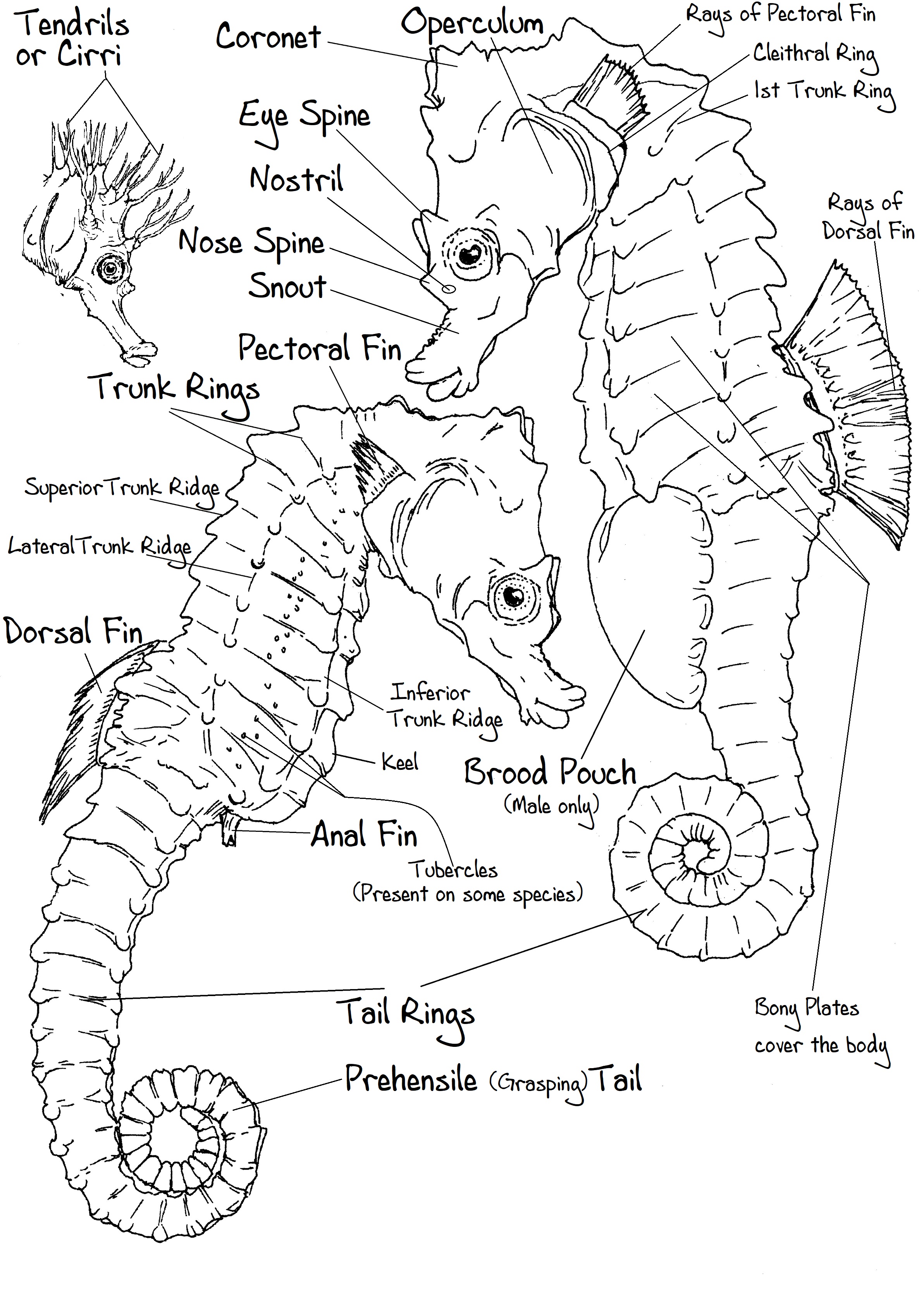 Sea Horse Anatomy Sea Horse Anatomy
